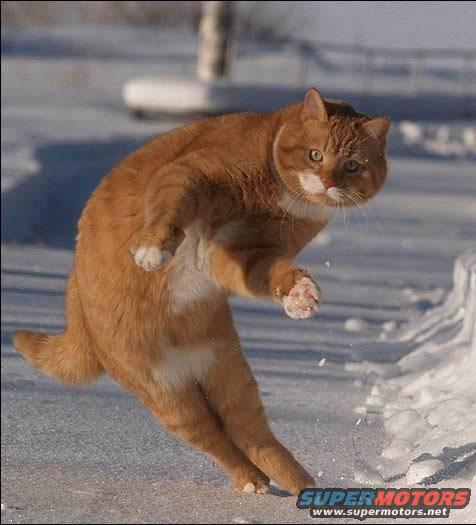 [Image: orange-cat-kick.jpg]