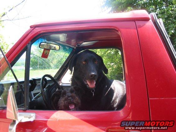 dogs-in-the-truck.jpg Happy guard dogs!