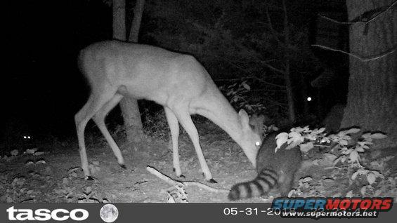 feeder180531f15.jpg The buck usually gets along with this big raccoon.