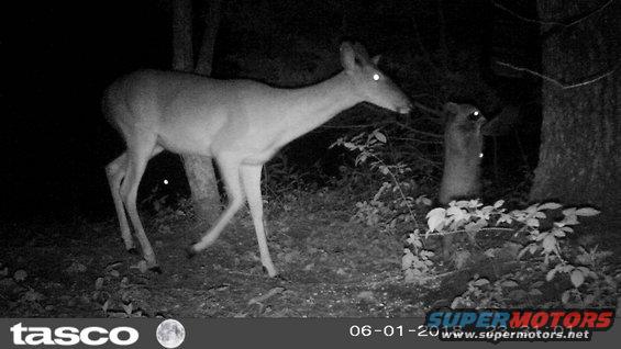 feeder18061r.jpg Rocky is hogging the feeder, but Bambi will pick up what he drops.