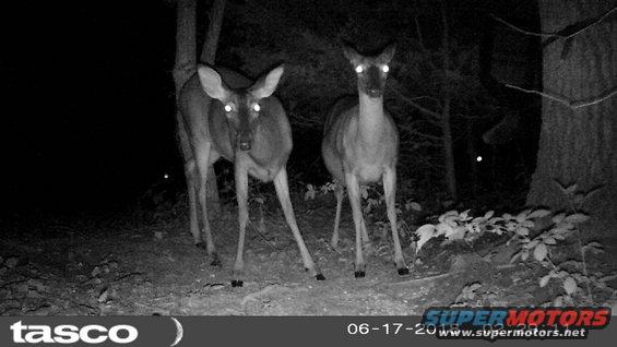 feeder180617b7.jpg Deer in the headlights.