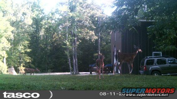 shop201808110857.jpg This doe has two spotted fawns in-tow.