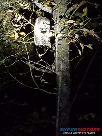 20181103_215024.jpg This is one of the Barred Owls that pass by each night.  I've seen at least 3.