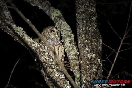 img_1132.jpg We spent a few hours by the fire bowl calling the owls back & forth.