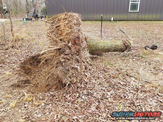 shopstump83.jpg There are a few more big roots preventing me from pulling this out of the hole, and I can't cut them with the stump on top.  So I'll have to let off & add some cribbing...