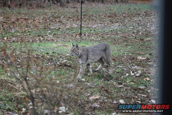 20200112_121301.jpg Barbara the bobcat.