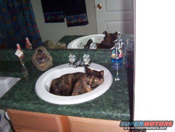 animalssmoresnsink.jpg My cat S'Mores in the bathroom sink