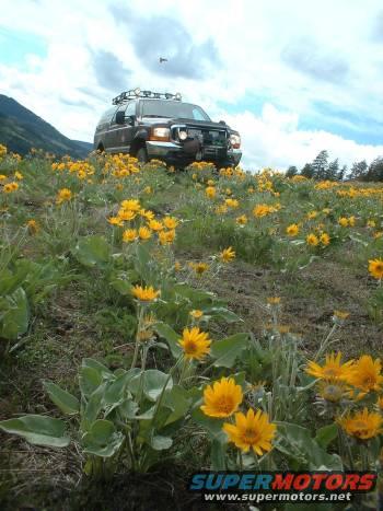 truckflowers1sml.jpg Yes it is on a road and not the flowers...shhheeezz!