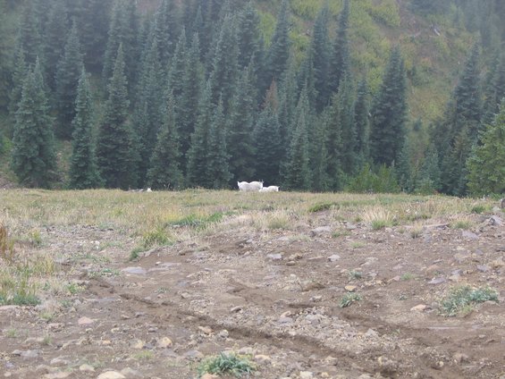 img_1255.jpg Looking down from Raven's Roost at a pair of mountain goats