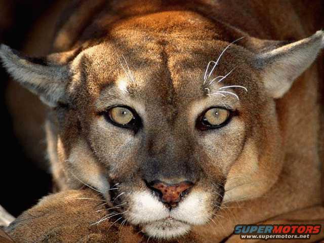 cougar.jpg Cougar pic