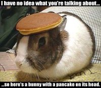 pancakes-on-bunny.jpg 