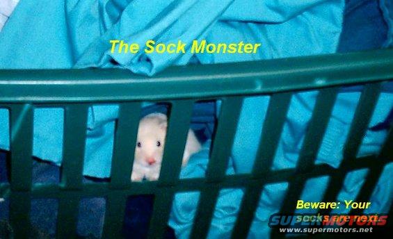 sock-monster-beware.jpg my daughters hamster the sock monster (Zeus)
