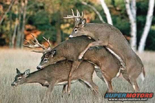 deer3some.jpg 