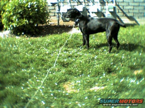 damnit2.jpg This is Damnit.  Jsut barely turned 6 weeks old. Part pit bull and part black lab. 