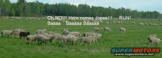 jopes_sheep.jpg 