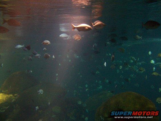 tenn-aquarium-007.jpg 