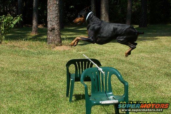 100_0136.jpg My Doberman jumping