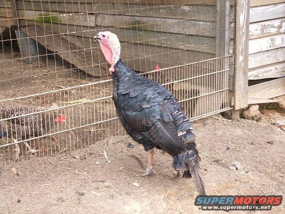 dig-pics-407.jpg Thomas (lurky) turkey