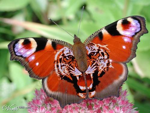 butter-tiger.jpg Tiger Butterfly