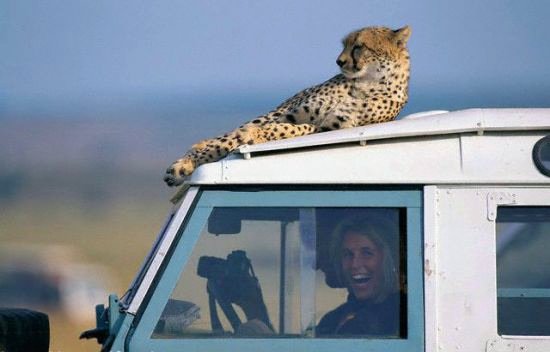 cheetah-ride.jpg Cheetah Ride