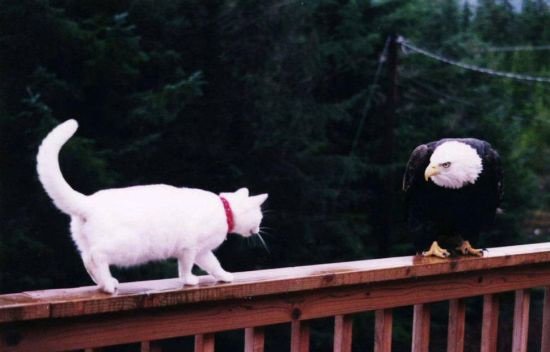 eagle-cat.jpg Eagle Cat