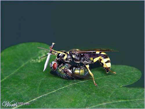 killer-wasp.jpg Killer Wasp