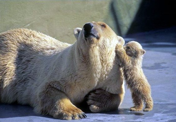 polar-bear-cub.jpg Polar Bear Cub