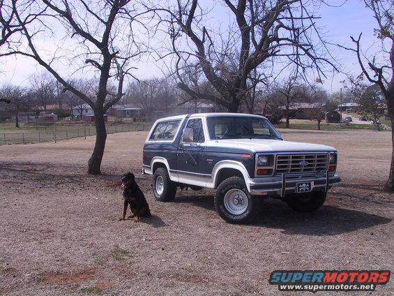 bronc1.jpg butcher the rottweiler and brutus the bronco 