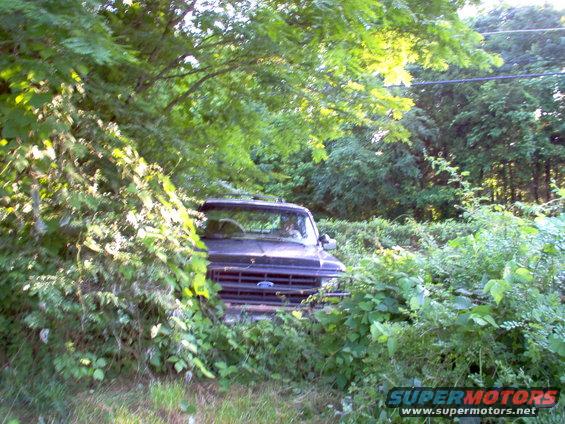 gregs1.jpg A 4WD tractor with a bushhog broke down here, so I volunteered to knock down the underbrush so he could finish cutting it.