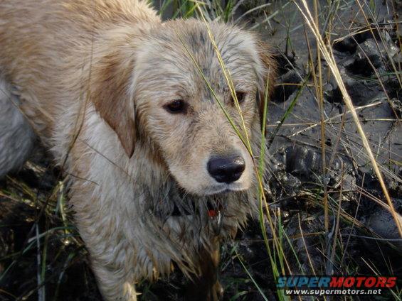 picture-006.jpg my pup on opening day of duck season