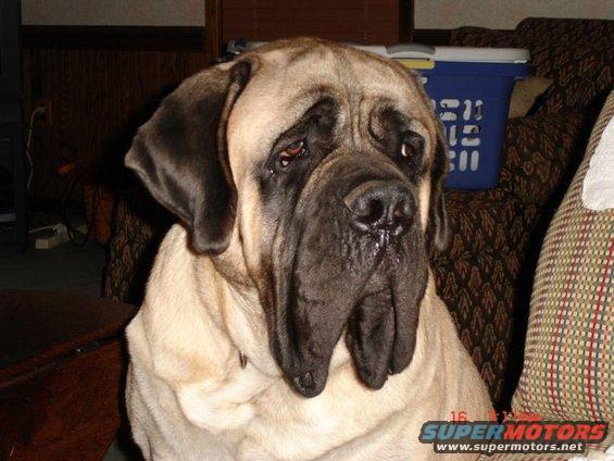 boodro.jpg My dog Boodro. 230 lbs. 3 years old