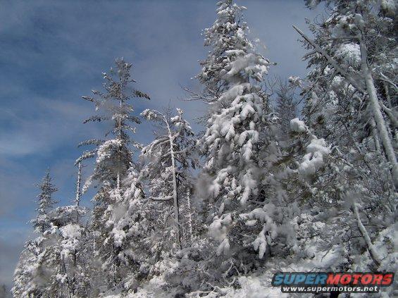 jeep-run-mar.-039.jpg Random Tree Pic #2