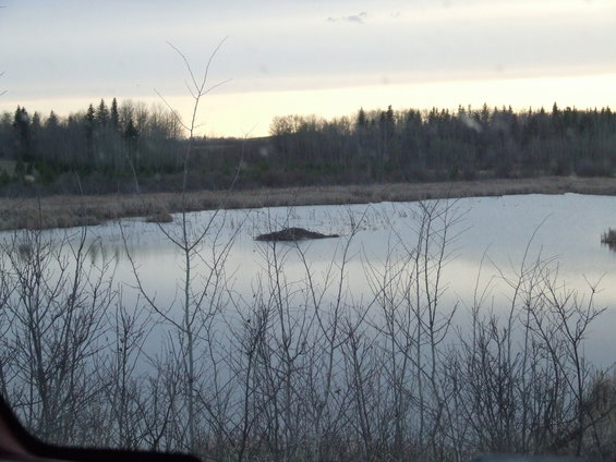 dscf0252.jpg A beaver dam/mound.