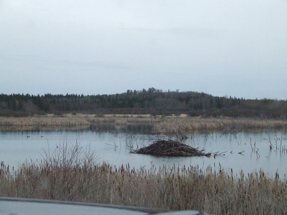 dscf0253.jpg Same beaver dam, Different angle.