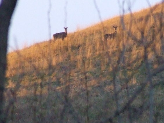 dscf0258.jpg A couple more deer.