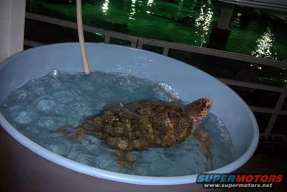 image003.jpg This is our largest turtle Jaws,  just weighted him.  298 pounds,  he is on this tank cuz we had to pull a sick sting ray.   he is goin to New York