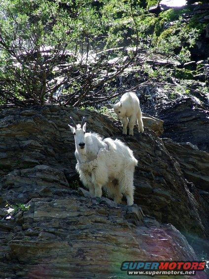 fixed-goats-up-close.jpg 