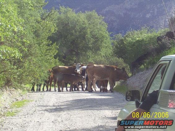 100_0541.jpg dam cows in the way