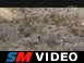 Tred Barta Hunts Javelina with Brazos Archery Outfitters in the Big Bend, TX area. 

Video 4 of 12