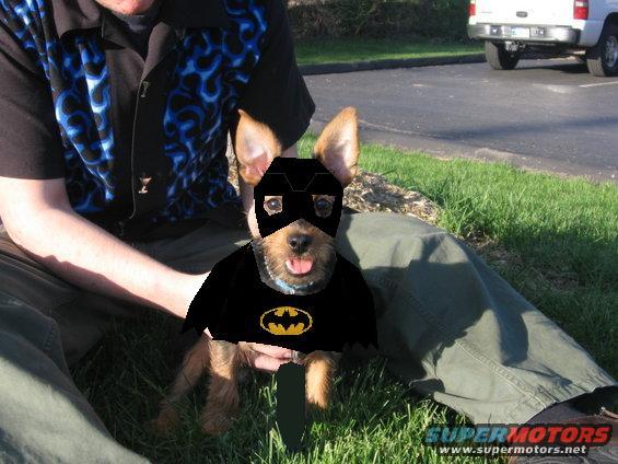 tobishirt.jpg pic of Tobi as BatDog
May '06