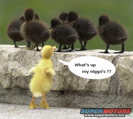 ducklings.jpg 