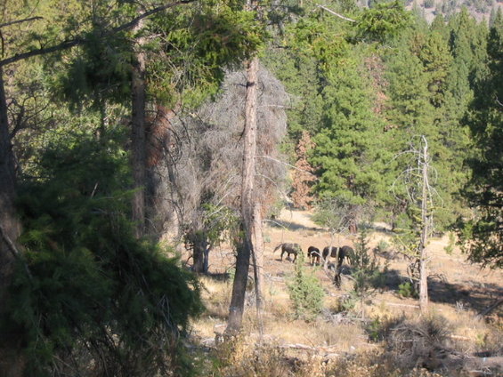 111_1153.jpg Wild Horses