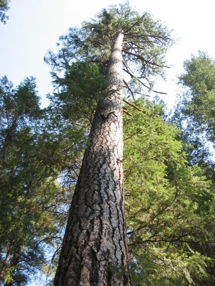 111_1157.jpg Tall Ponderosa Pine