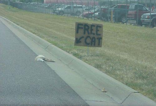 free-cat.jpg Free Cat