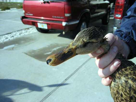 image003.jpg Mallard Hen
12-17-2006 Aransas Pass, TX