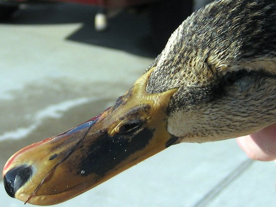 mallard-bill.jpg Mallard's Bill harvest by Shaun Hura
12-17-2006 