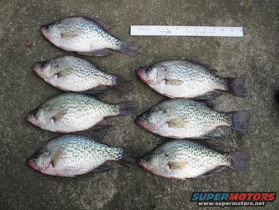 logan-martin-crappie-22307.jpg Seven best. All between 11 and 11.75 inches.