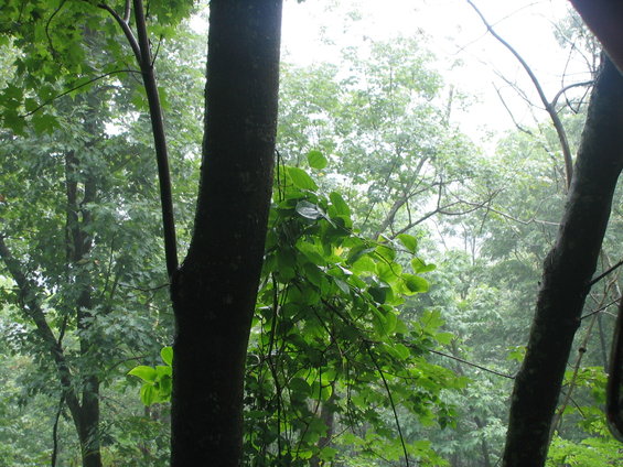 pic-087.jpg 