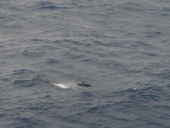 dolphinb.jpg Dolphin in Flight