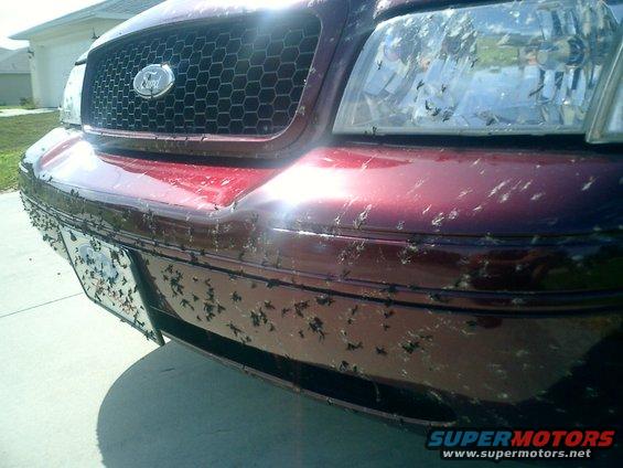 2k4-(45).jpg The Florida Love Bug mod. Dont worry they were washed off shortly after pic. Sad thing is this is just from traveling I75 for 3 hours coming home from vacation. And all these bugs are from just the one day.